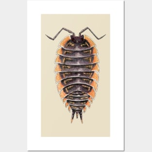 Trachelipus caucasus Isopod Posters and Art